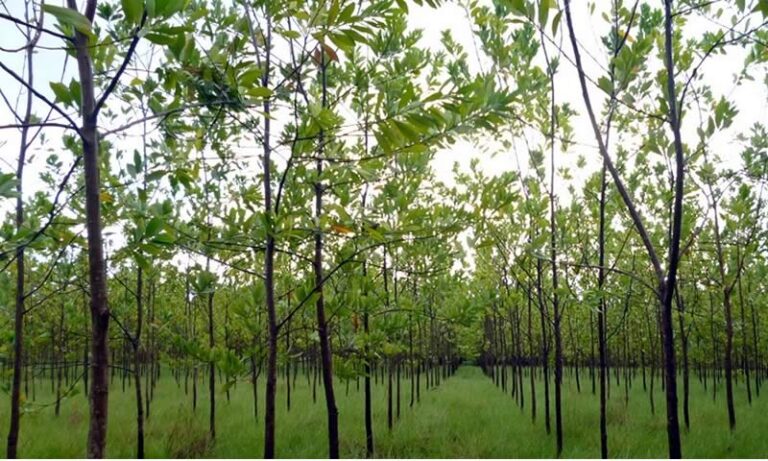 Los beneficios de la reforestación en Colombia