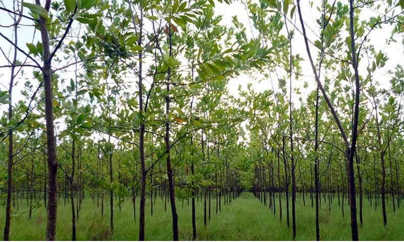 Los beneficios de la reforestación en Colombia