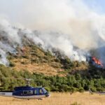 restauración de bosques afectados por incendios