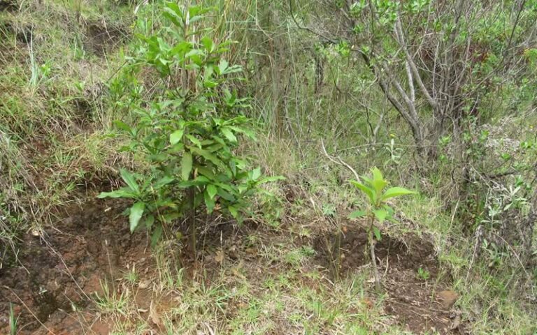 La Reforestación en Colombia: Se necesitan 15 millones de árboles anuales