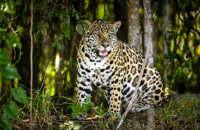 La reforestación a través de los ojos de la fauna