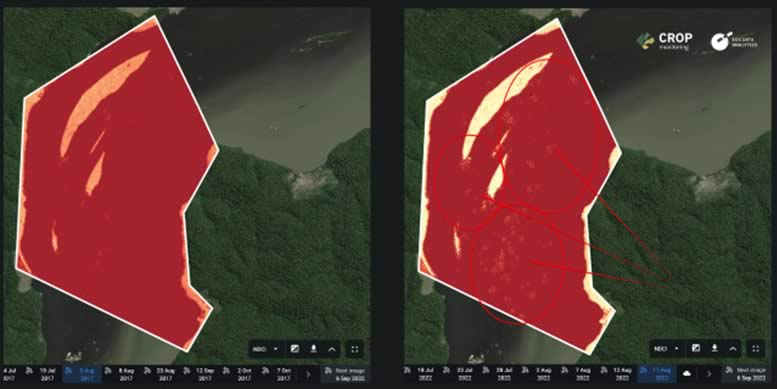Comparación satelital del índice NDCI en el río Tapajós que muestra crecimiento excesivo de algas asociado a la actividad minera